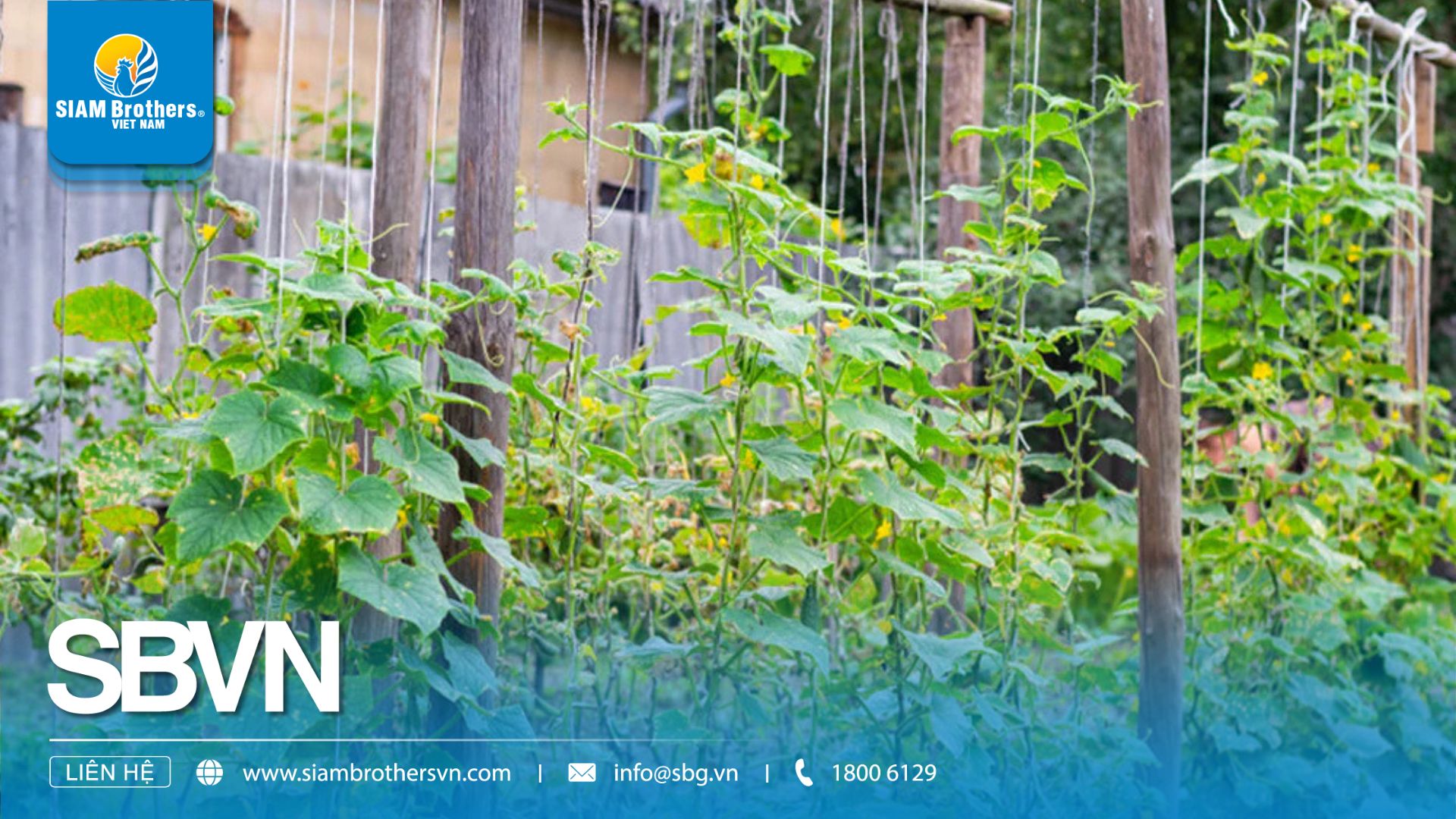 5 sai lầm thường gặp khi làm giàn leo cho cây trồng khiến năng suất giảm