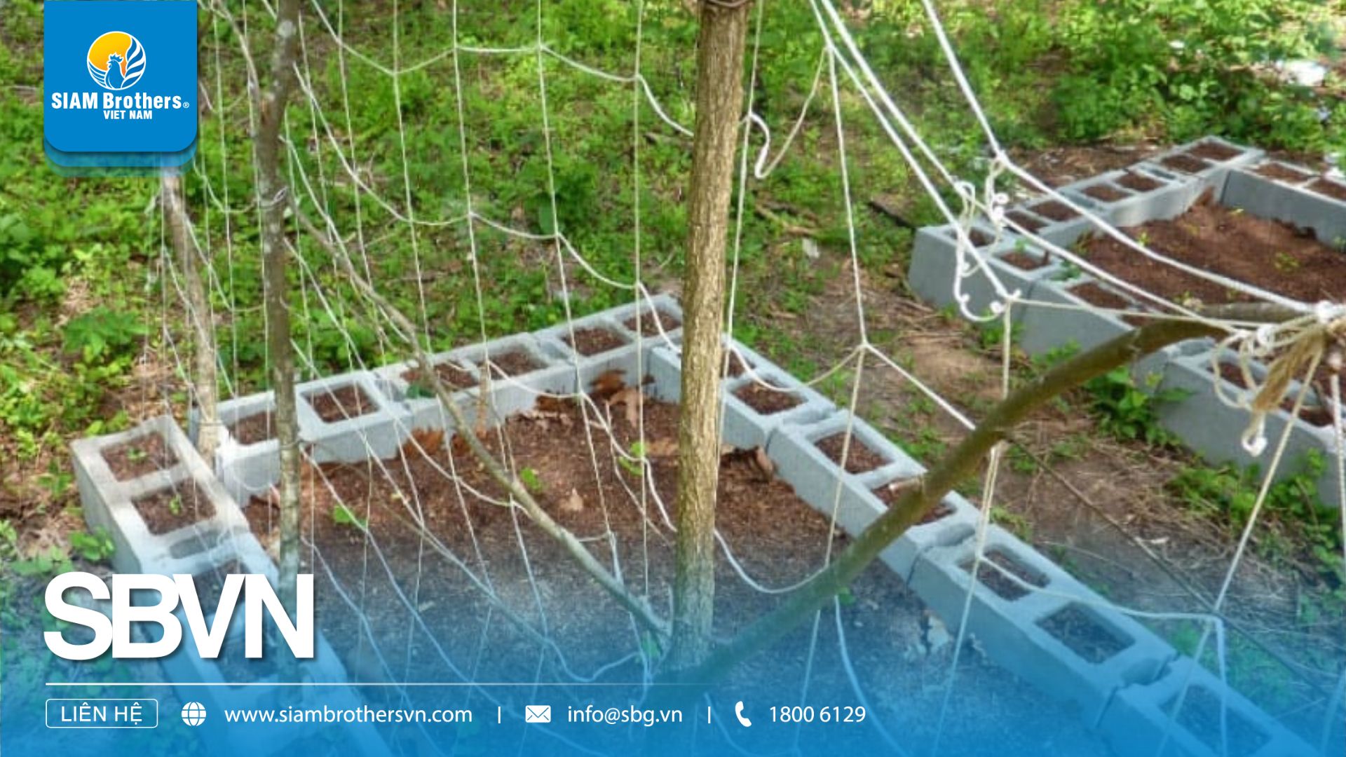 5 sai lầm thường gặp khi làm giàn leo cho cây trồng khiến năng suất giảm