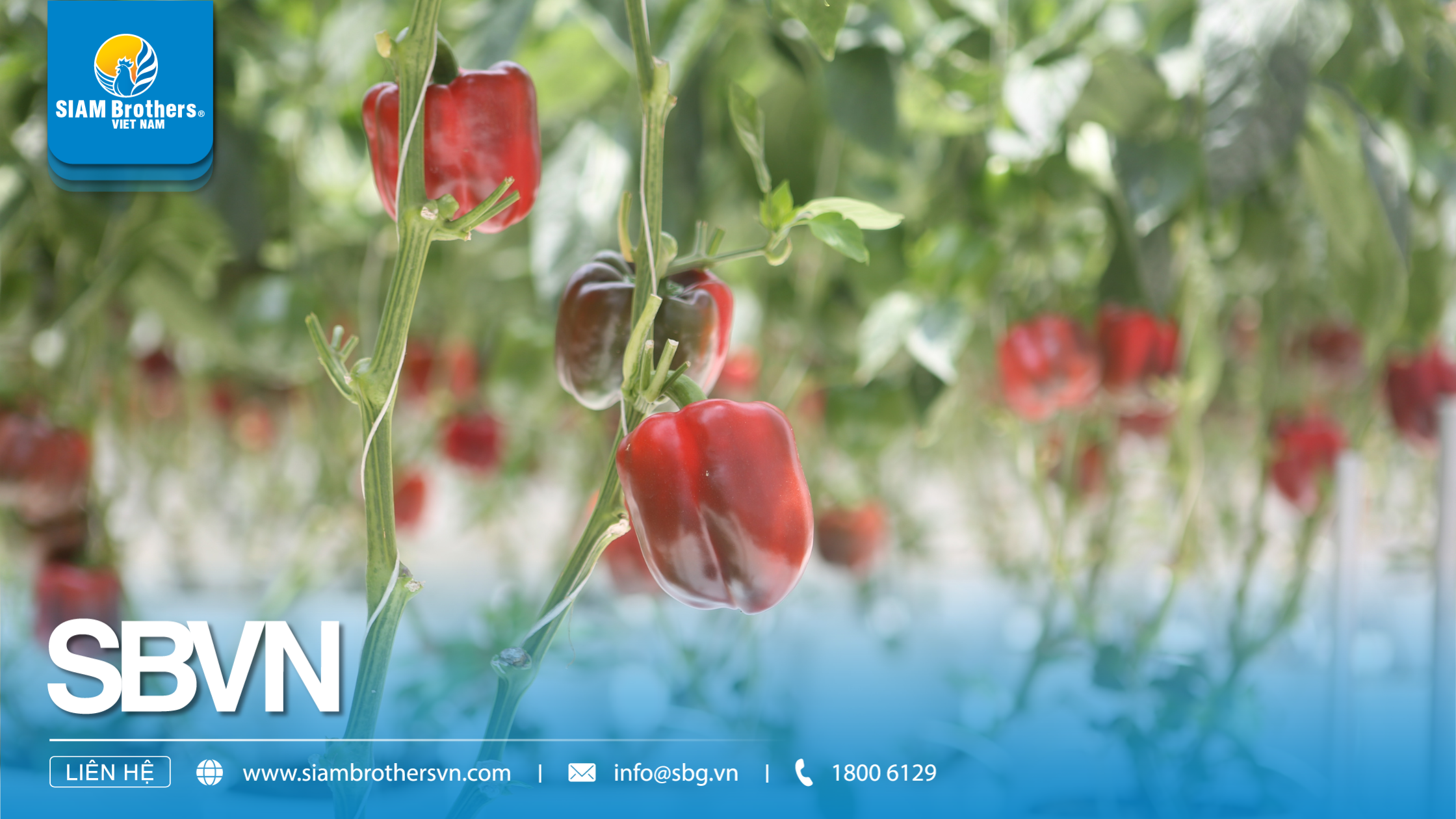 Capsicum Hanging Twine - Source: SIAM Brothers Vietnam