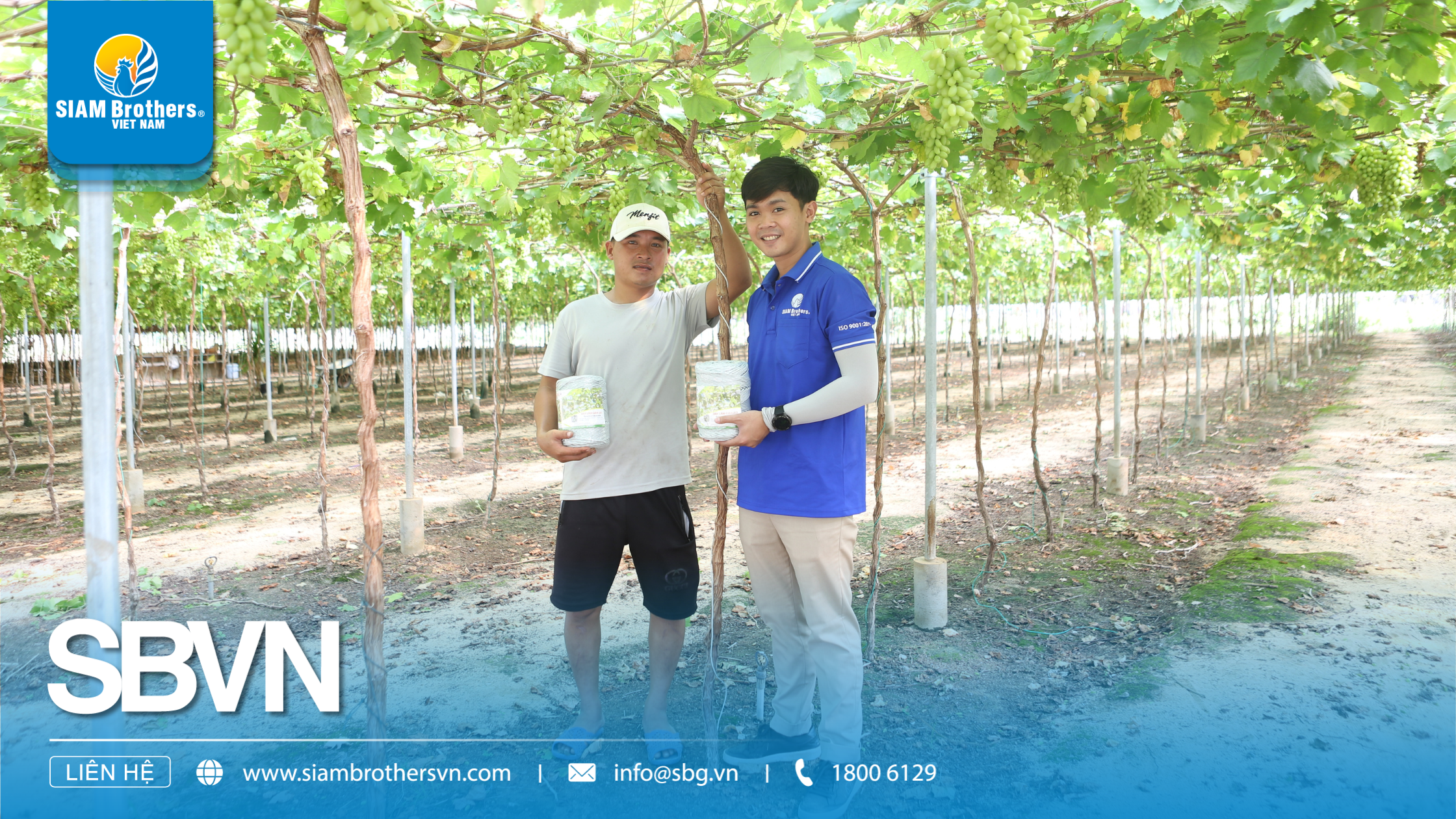 Dây Nhà Kính Chuyên Dụng: Yếu Tố Quan Trọng Giúp Tăng Năng Suất Và Bảo Vệ Cây Trồng Trong Nhà Kính