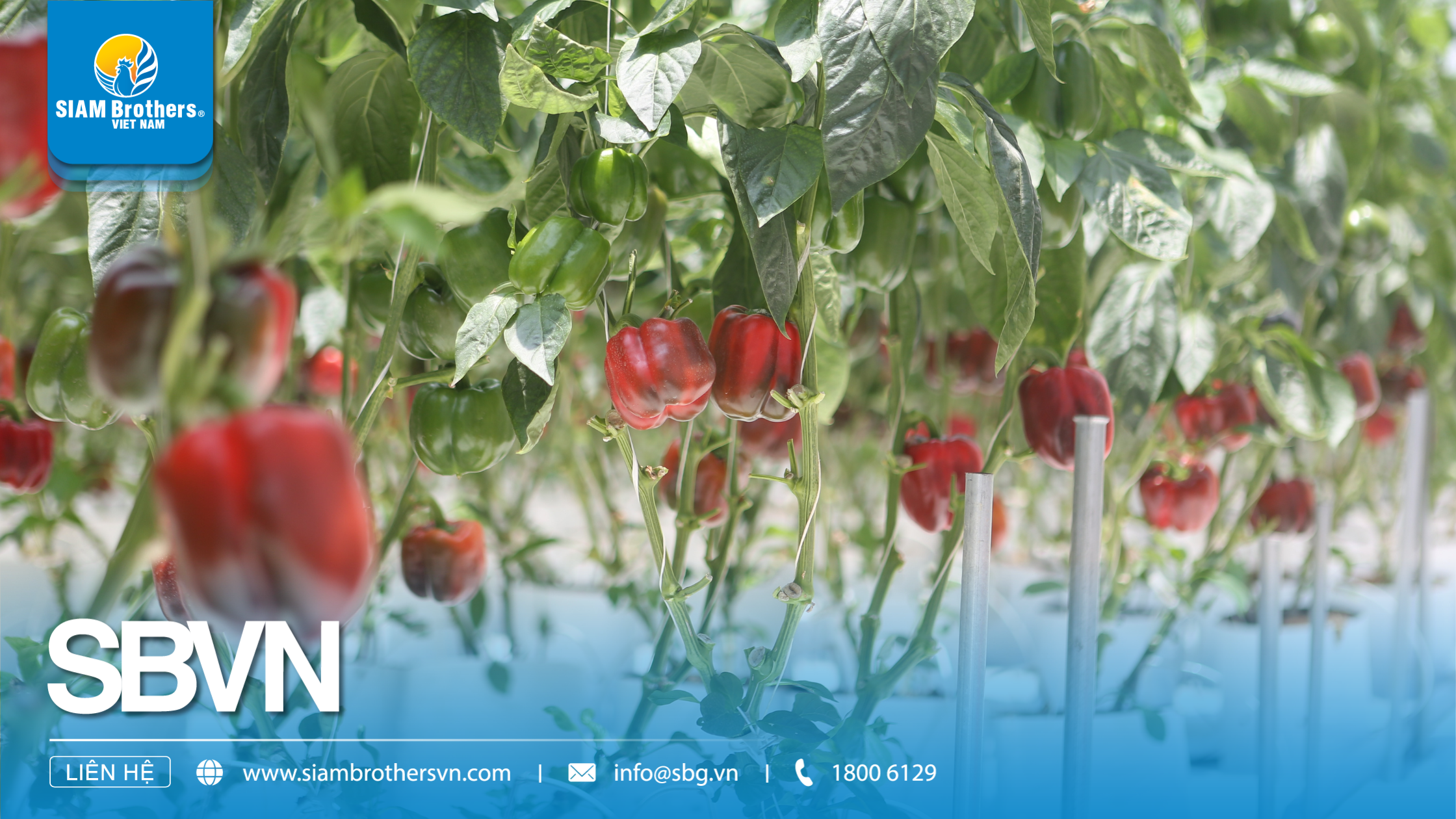 Dây Nhà Kính Chuyên Dụng: Yếu Tố Quan Trọng Giúp Tăng Năng Suất Và Bảo Vệ Cây Trồng Trong Nhà Kính