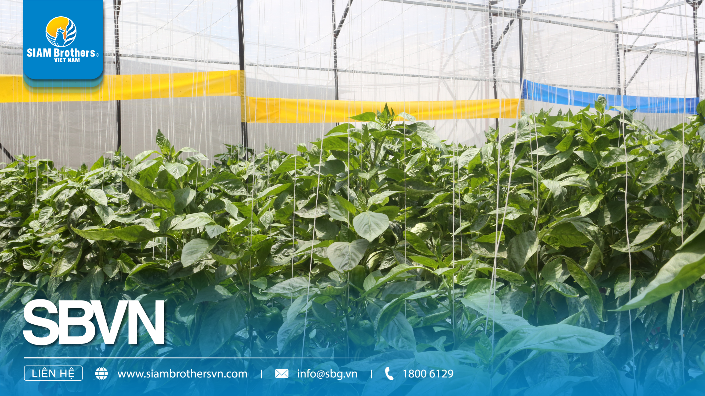 10 Sự Thật Thú Vị Về Nhà Kính Mà Có Thể Bạn Chưa Từng Biết