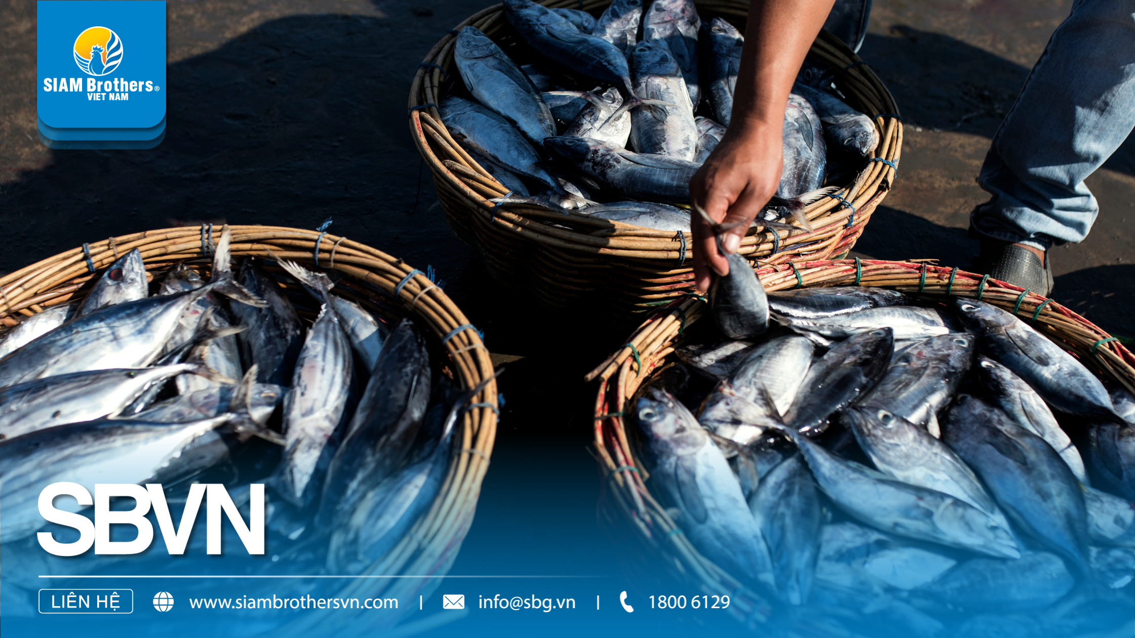 Tất tần tật về các phương pháp đánh bắt ngư nghiệp: Kiến thức cần biết trong năm 2025