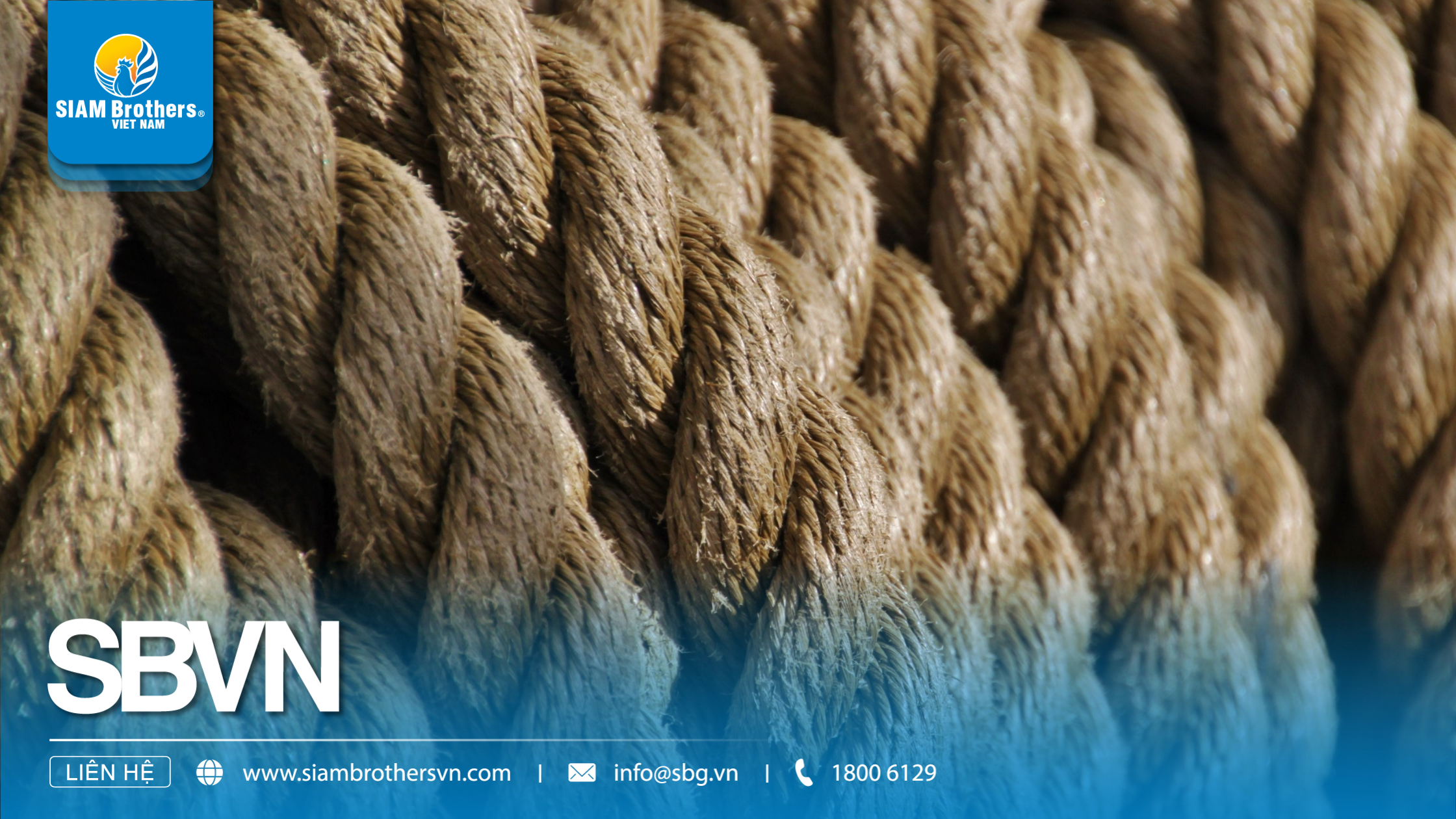 Dây Cỏ Biển – Vật Liệu Tự Nhiên Bền Vững Được Ưa Chuộng Trong Nội Thất Và Thủ Công Mỹ Nghệ