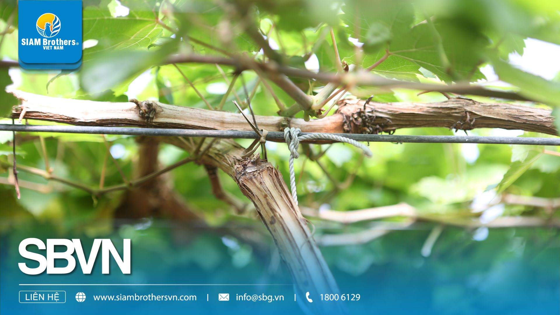 Dây làm giàn leo vườn nho – Giải pháp bền vững cho nông trại hiện đại