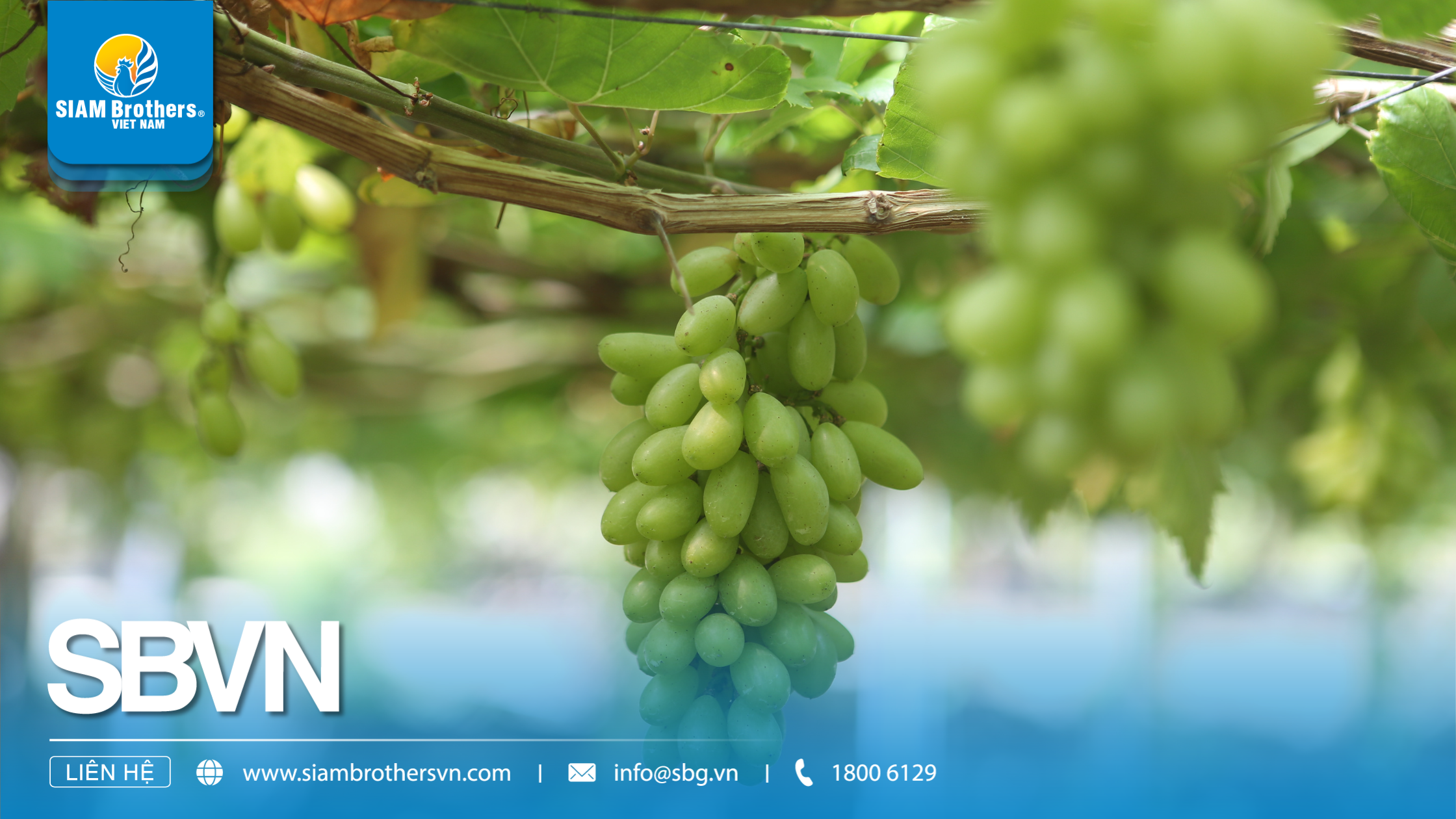 Top 10 Loại Cây Dây Leo Dễ Trồng Phù Hợp Cho Sân Vườn, Nhà Kính Và Ban Công