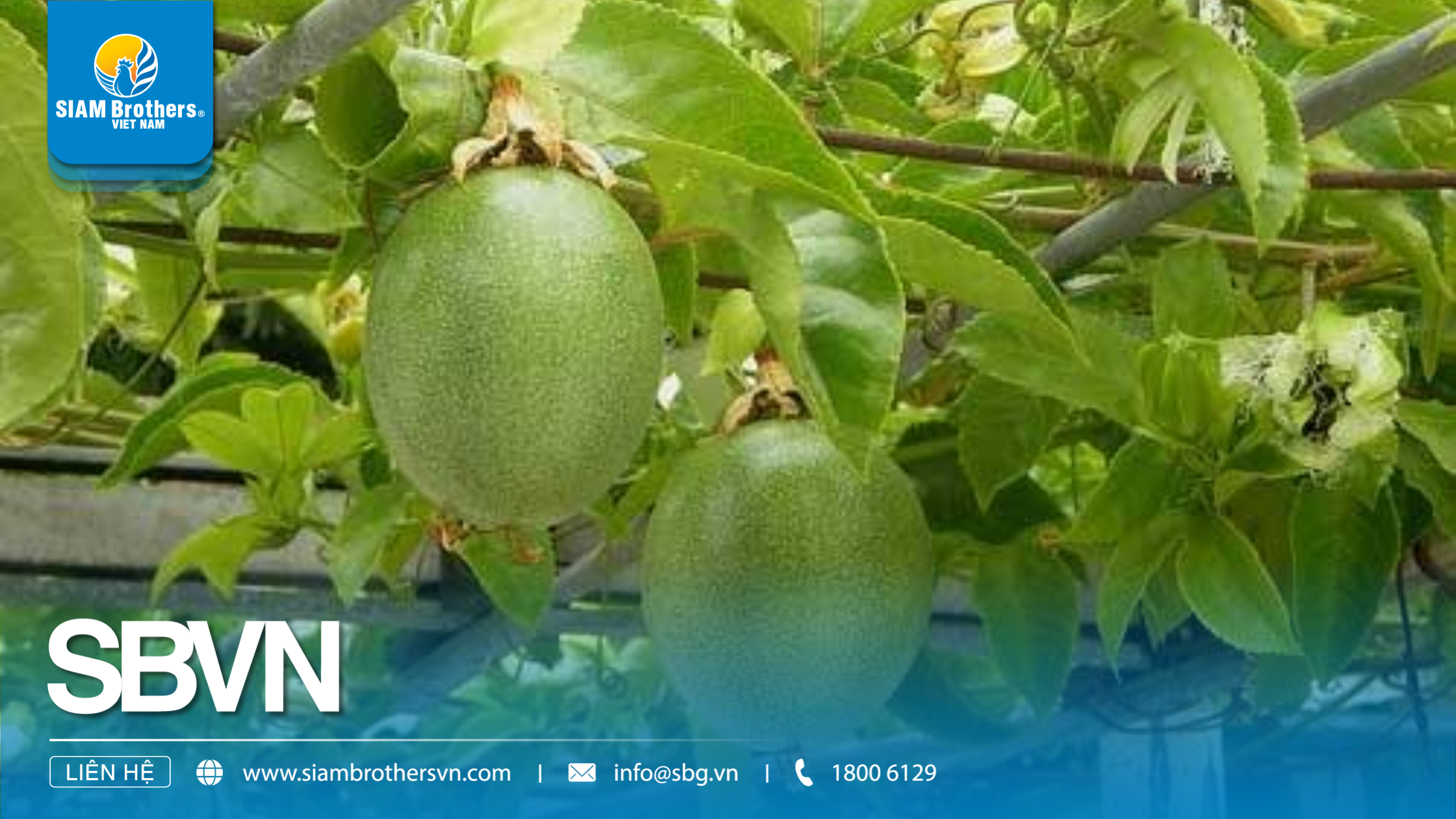Top 10 Loại Cây Dây Leo Dễ Trồng Phù Hợp Cho Sân Vườn, Nhà Kính Và Ban Công