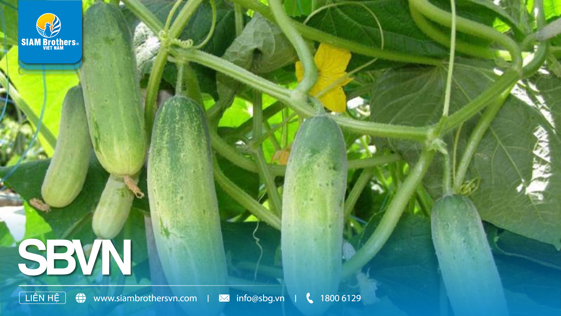 Top 10 Loại Cây Dây Leo Dễ Trồng Phù Hợp Cho Sân Vườn, Nhà Kính Và Ban Công