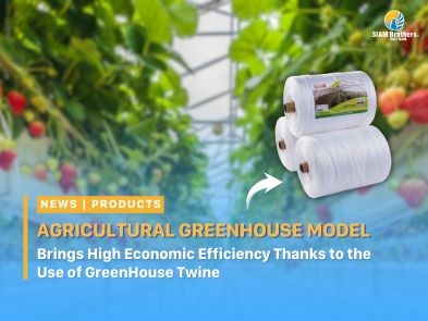 Agricultural Greenhouse Model Brings High Economic Efficiency Thanks to the Use of GreenHouse Twine