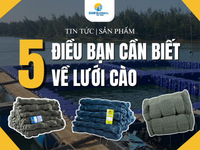 Lưới cào là gì? 5 điều bạn cần biết về lưới cào hiện nay