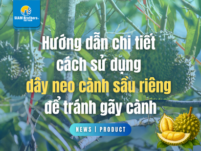Hướng dẫn chi tiết cách sử dụng dây neo cành sầu riêng để tránh gãy cành