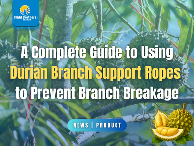 A Complete Guide to Using Durian Branch Support Ropes to Prevent Branch ...