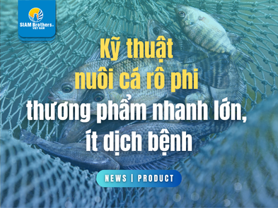 Kỹ thuật nuôi cá rô phi thương phẩm nhanh lớn, ít dịch bệnh