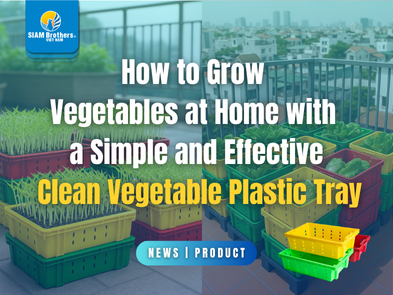 How to Grow Vegetables at Home with  a Simple and Effective Clean Vegetable Plastic Tray