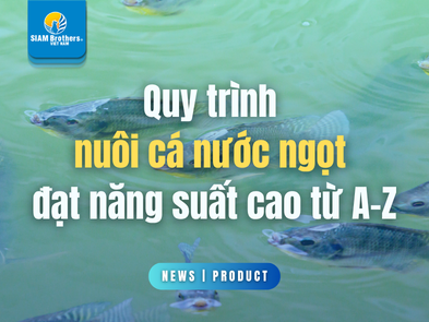 Quy trình nuôi cá nước ngọt đạt năng suất cao từ A-Z