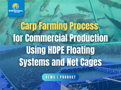 Carp Farming Process for Commercial Production Using HDPE Floating Systems and Net Cages