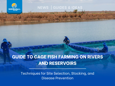 Guide to Cage Fish Farming on Rivers and Reservoirs: Techniques for Site Selection, Stocking, and Disease Prevention
