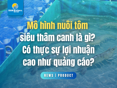 Mô hình nuôi tôm siêu thâm canh là gì? Có thực sự lợi nhuận cao như quảng cáo?