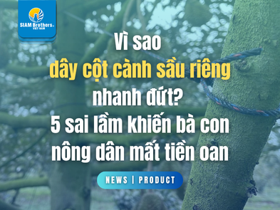 Vì sao dây cột cành sầu riêng nhanh đứt? 5 sai lầm khiến bà con nông dân mất tiền oan