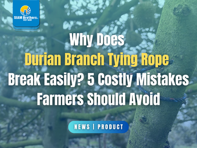 Why Does Durian Branch Tying Rope Break Easily? 5 Costly Mistakes Farmers Should Avoid