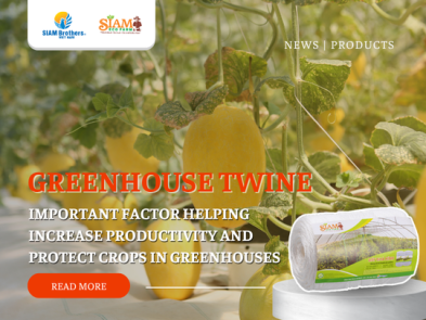 SIAM Eco Farm Green House Twine: An Important Factor in Increasing Productivity and Protecting Crops in Greenhouses