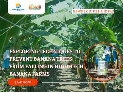 Exploring Techniques to Prevent Banana Trees from Falling in High-Tech Banana Farms to Reduce Losses by 30%