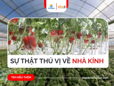 10 Sự Thật Thú Vị Về Nhà Kính Mà Có Thể Bạn Chưa Từng Biết