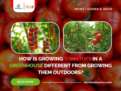 How Is Growing Tomatoes in a Greenhouse Different from Growing Them Outdoors?