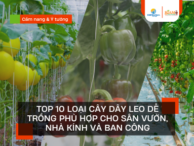 Top 10 Loại Cây Dây Leo Dễ Trồng Phù Hợp Cho Sân Vườn, Nhà Kính Và Ban Công