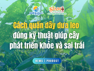 Cách quấn dây dưa leo đúng kỹ thuật giúp cây phát triển khỏe và sai trái