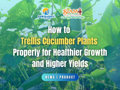 How to Trellis Cucumber Plants Properly for Healthier Growth and Higher Yields