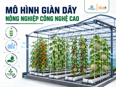 Mô hình giàn dây trong sản xuất nông nghiệp công nghệ cao