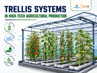 Trellis Systems in High-Tech Agricultural Production