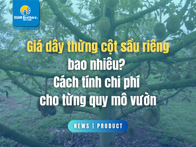 Giá dây thừng cột sầu riêng bao nhiêu? Cách tính chi phí cho từng quy mô vườn