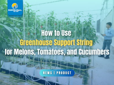 How to Use Greenhouse Plant Support String for Melons, Tomatoes, and Cucumbers