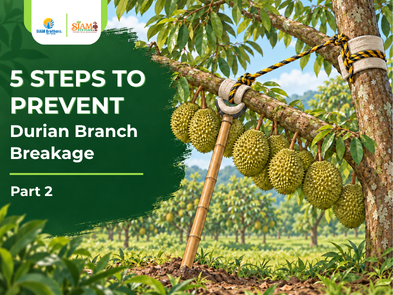 How to Prevent Durian Branches from Breaking in 5 Practical Steps | Part 2