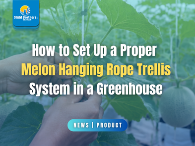 How to Set Up a Proper Melon Hanging Rope Trellis System in a Greenhouse