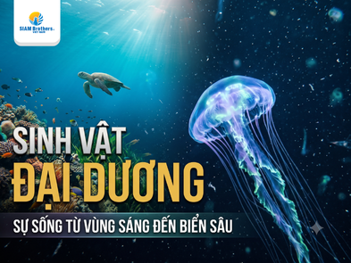Sinh vật đại dương: Từ thế giới phù du đến những vùng biển sâu