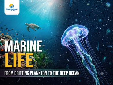 Marine Life: From Drifting Plankton to the Deep Ocean