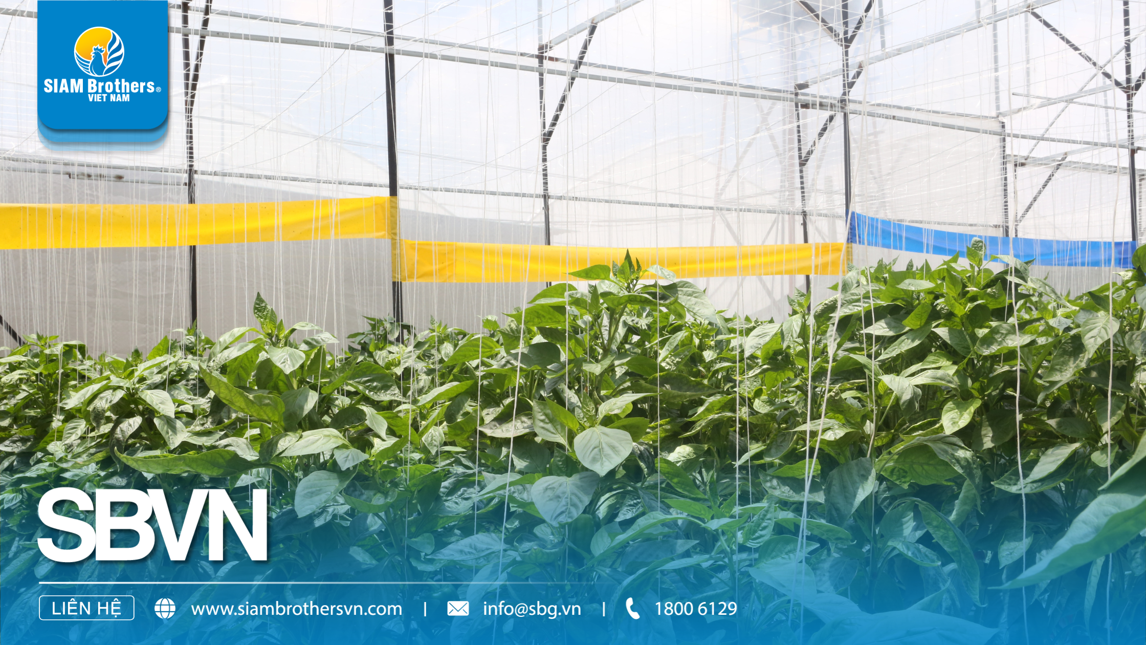 Mô hình giàn dây trong sản xuất nông nghiệp công nghệ cao