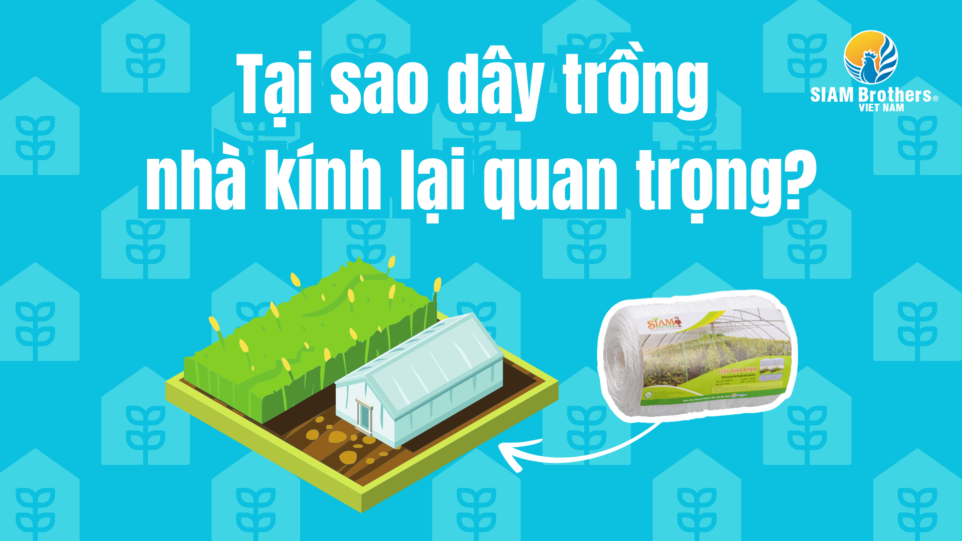 Mô hình nhà kính mang lại hiệu quả kinh tế cao nhờ sử dụng dây trồng nhà kính