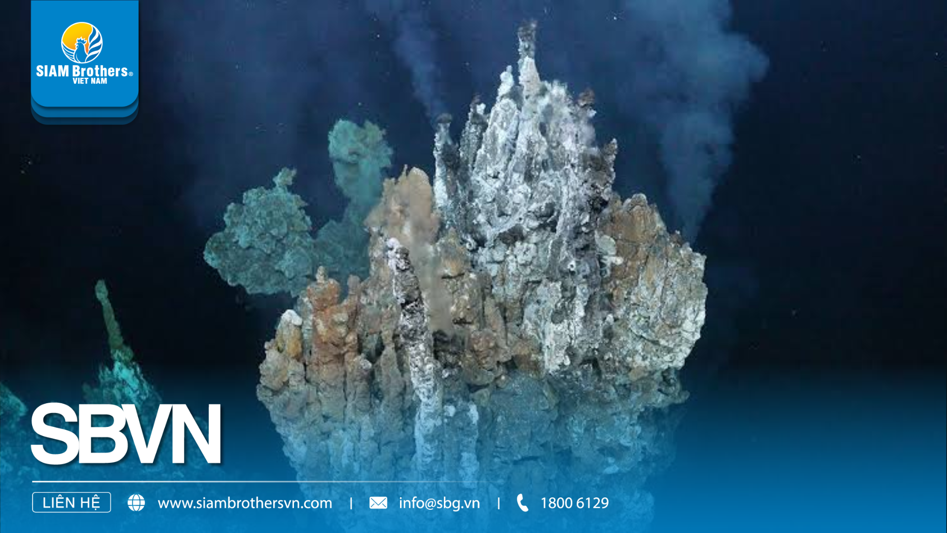 Sinh vật đại dương: Từ thế giới phù du đến những vùng biển sâu