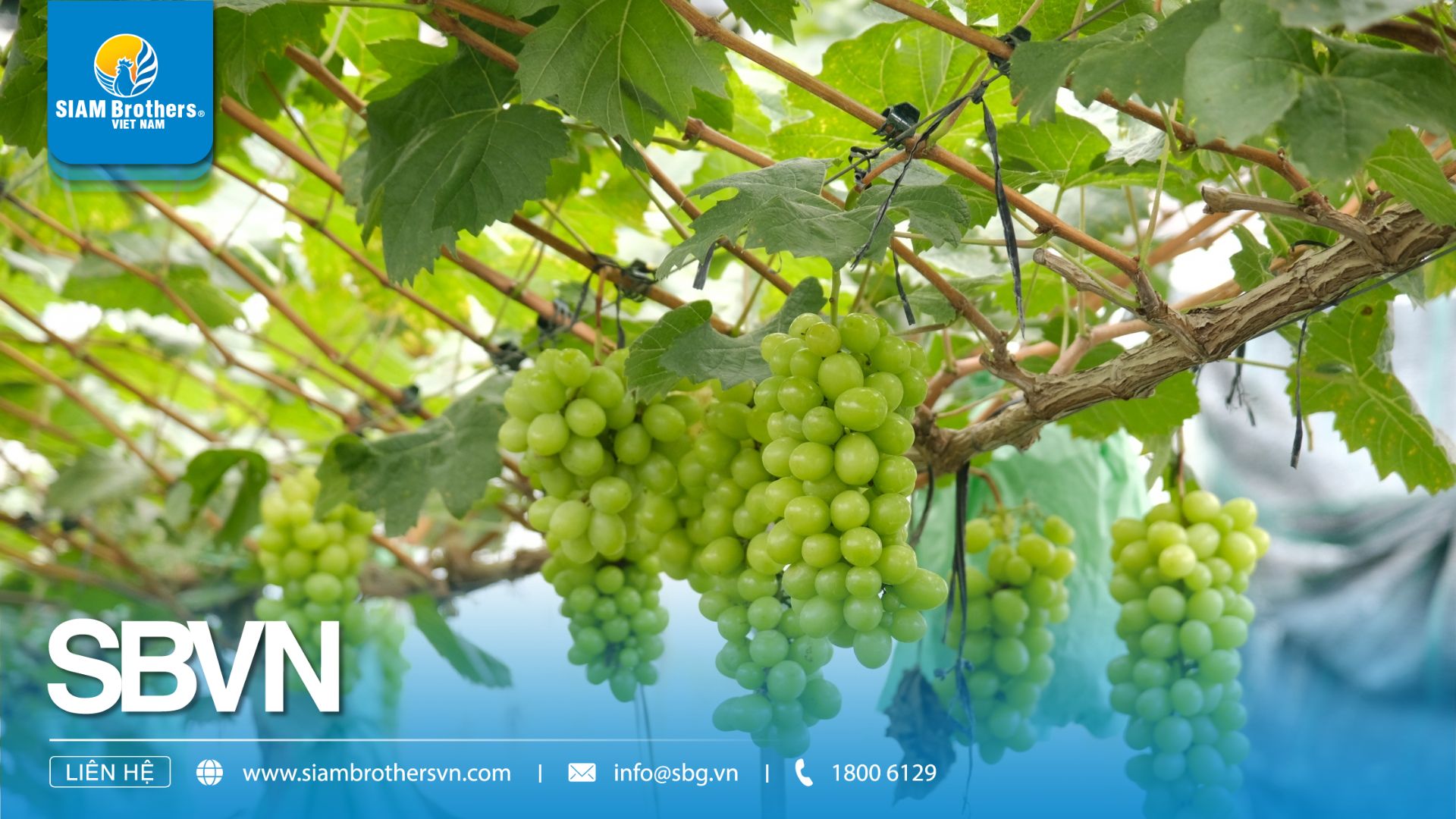 Dây làm giàn leo vườn nho – Giải pháp bền vững cho nông trại hiện đại