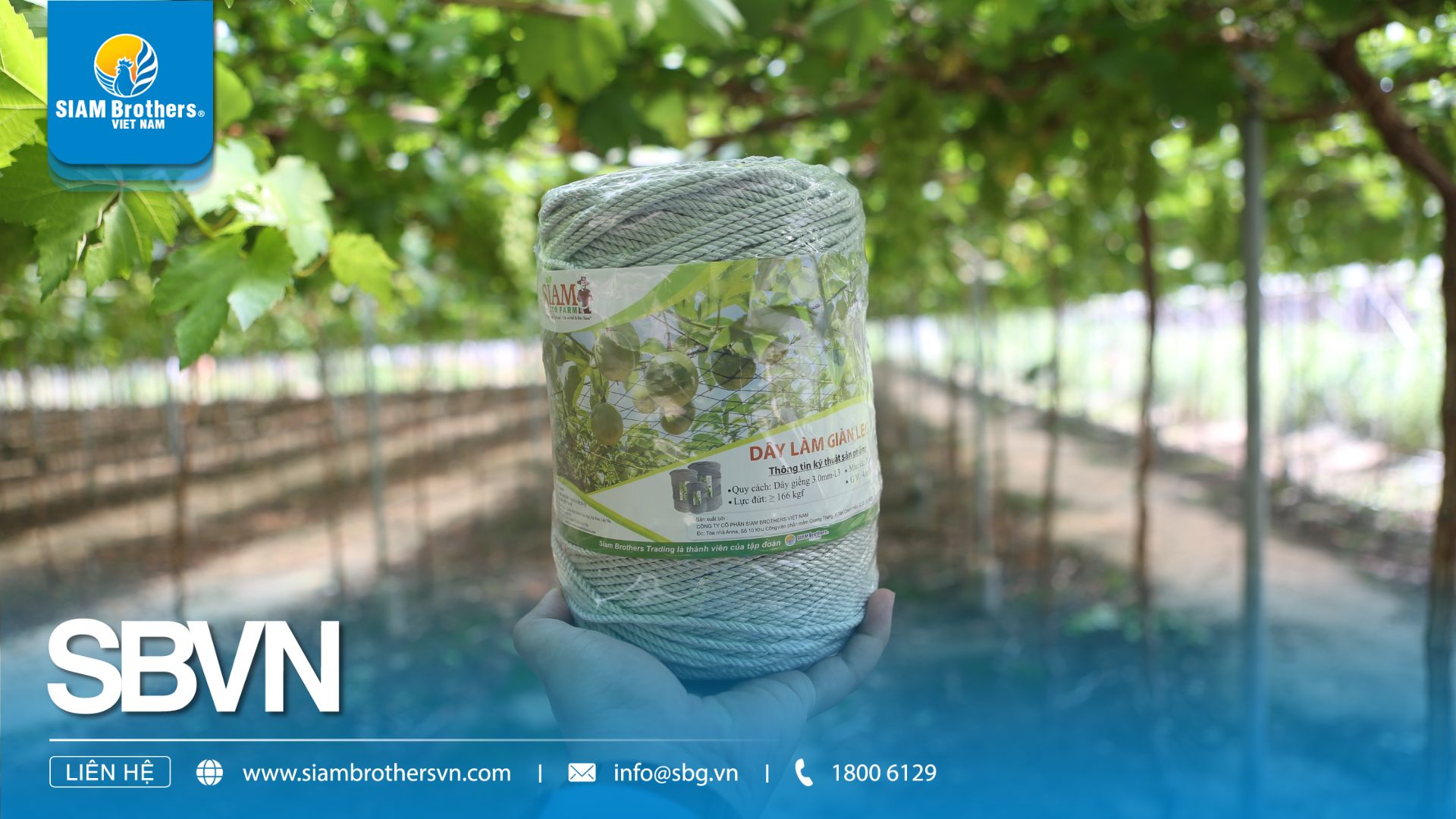 Dây làm giàn leo vườn nho – Giải pháp bền vững cho nông trại hiện đại