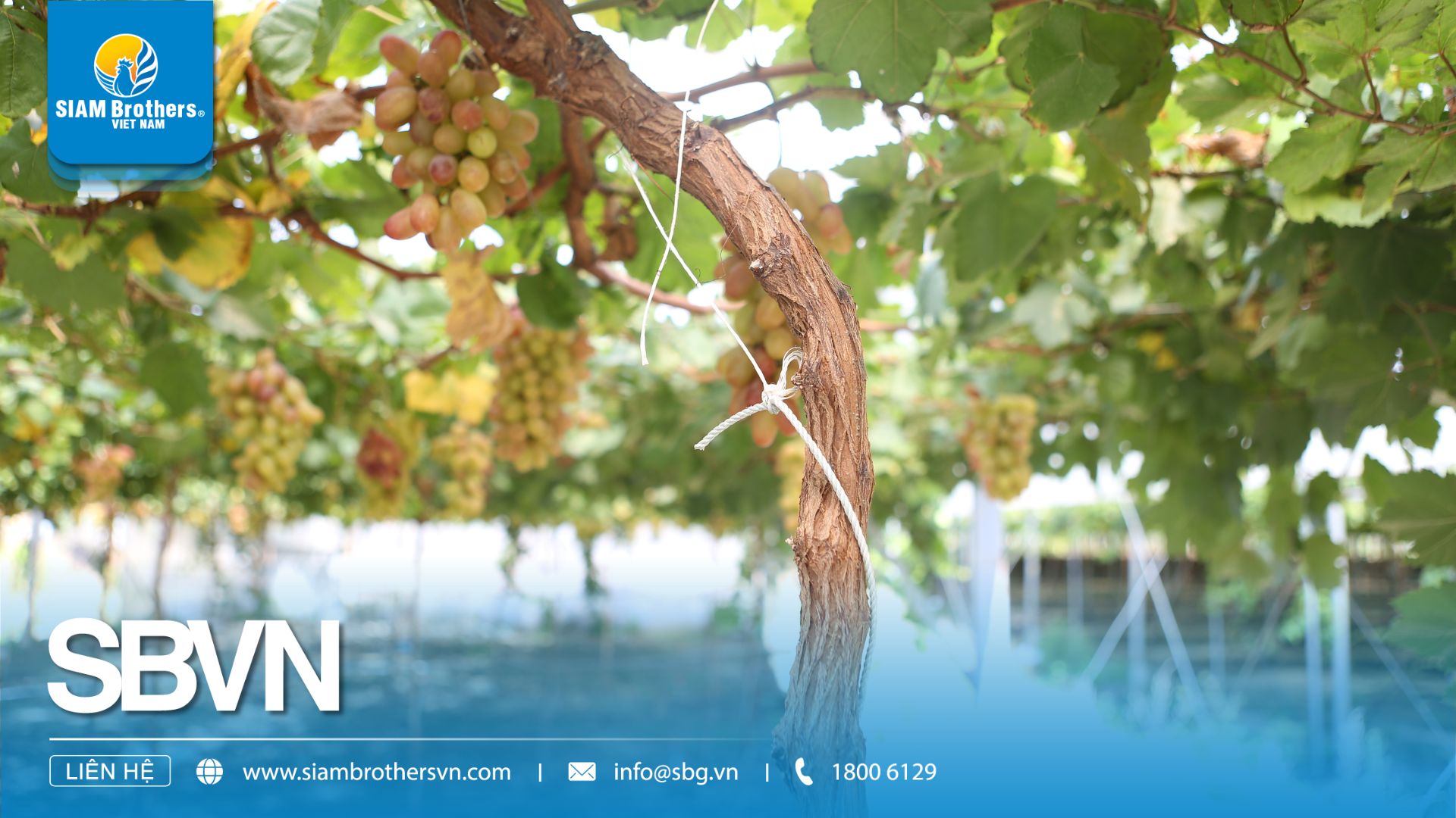 Dây làm giàn leo vườn nho – Giải pháp bền vững cho nông trại hiện đại